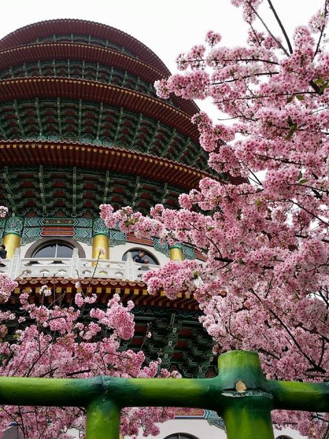 新北賞櫻【淡水天元宮】三月絕美櫻花季，春季賞櫻必去！