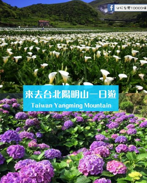 【台北陽明山一日遊】踏青、賞花好去處！一年四季都適合去～安排假期一起GO！‎