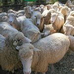 【南投清境農場】雲朵般羊毛，剪毛絕活不可錯過的可愛綿羊脫衣秀！