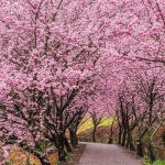 台灣櫻花祭，全台五個必去知名賞櫻地點大公開！