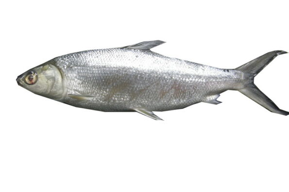 虱目魚