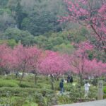 【交通攻略】🌸 2025 陽明山花季全攻略 | 最美賞花路線、交通懶人包一次搞定！ 🚍✨