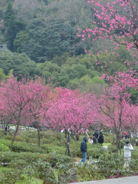 【交通攻略】🌸 2025 陽明山花季全攻略 | 最美賞花路線、交通懶人包一次搞定！ 🚍✨