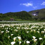 【陽明山國家公園清新之旅：探索大臺北最美的山城野境】