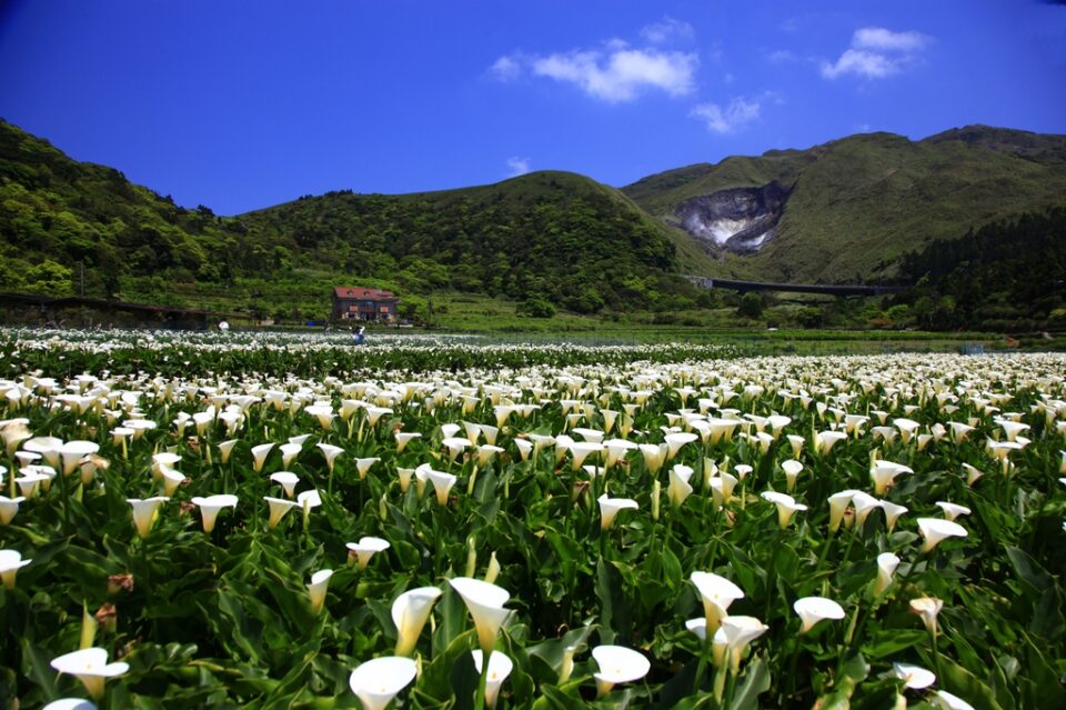 陽明山海芋田